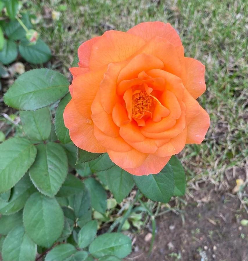 Il Casale Delle Rose Aparthotel Paganico  Luaran gambar